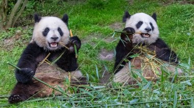 Dev pandalar, ayı pandalar, yavru panda ve annesi bambu yiyor.