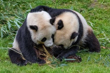 Dev pandalar, ayı pandalar, yavru panda ve annesi bambu yiyor.