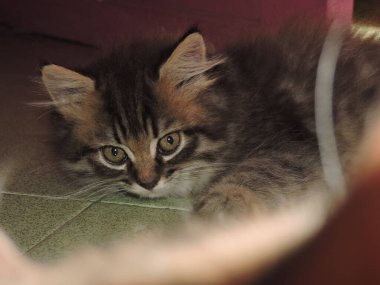 Çizgili kahverengi kedi yavrusunun kameraya bakarken çekilmiş yakın plan fotoğrafı.