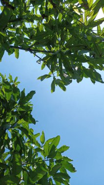 Mavi arka planda büyüyen bir ağacın yeşil yaprakları.