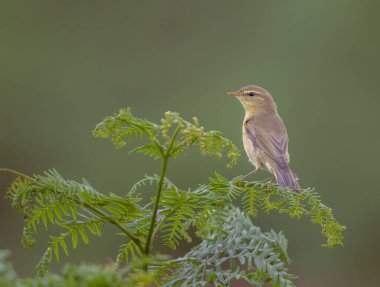 Bitki yapraklarının üzerinde duran sevimli bir Willow bülbülünün yakın plan çekimi.
