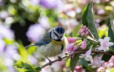 A selective focus shot of an adorable Eurasian blue tit perched on a tree branch against blurred background of a garden