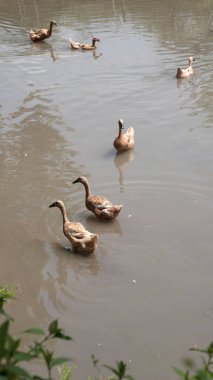 Sığ bir nehirdeki kahverengi ördek ve kaz sürüsünün dikey görüntüsü.
