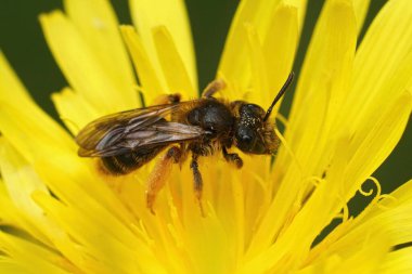 Andrena fulvago, sarı bir Crepis biennis çiçeğinin içinde çayırda oturuyor.