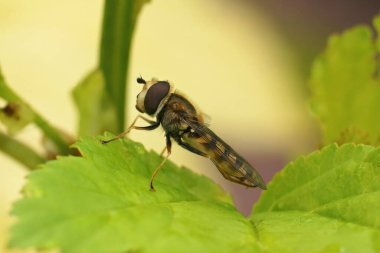 Bahçedeki yeşil bir yaprağın üzerinde oturan, Eupeodes Corollae adlı bir uçan sineğin detaylı görüntüsü.