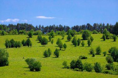 Yamaçtaki yeşil ağaçlar güneşli mavi gökyüzünün altında