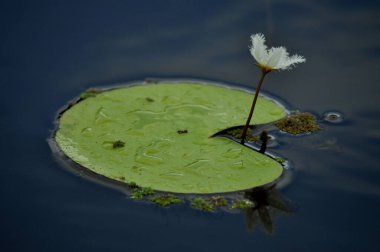 Bir gölette büyüyen bir kar tanesinin (Nymphoides indica) yakın çekimi