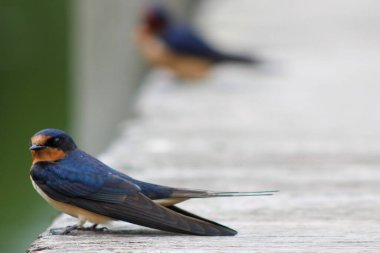 Beyaz ahşap bir yüzeyde duran bulanık arka planda duran bir kırlangıcın seçici odak noktası.