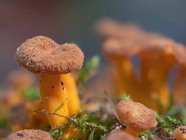 Bir huni chanterelle mantarına yakın çekim (Craterellus tubaeforis)