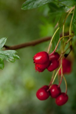 Dikey olarak Crataegus 'a yakın çekim, yaygın olarak Hawthorthorn, quickthornapple olarak bilinir..