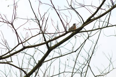 Kasvetli bir günde bir ağacın çıplak dalına tünemiş bir Amerikan bülbülü düşük açılı görüntüsü.