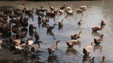 Sığ bir nehirdeki kahverengi ördek ve kaz sürüsünün yüksek açılı görüntüsü.