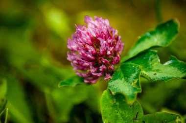 Bulanık arkaplanda kırmızı yoncanın yakın plan çekimi.