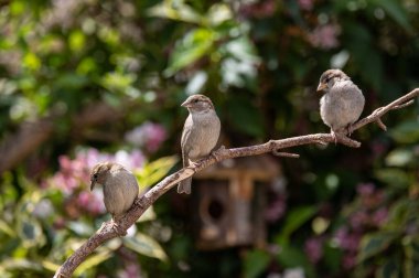 Ahşap bir dala tünemiş bir çift sıradan serçe kuş.