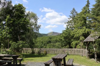 Güneşli bir günde güzel bir ormanın havadan görünüşü.