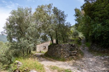 Yeşil ormanın kırsal kesiminde sıkışık bir yol.