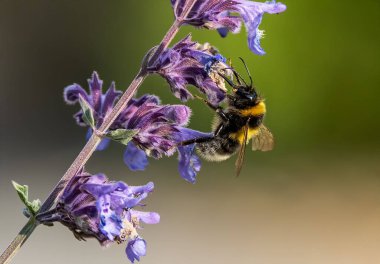 Mor çiçekleri tozlaştıran bir arıyı yakından çek.