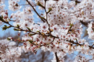 Japonya, Chiba 'da çiçek açan güzel kiraz çiçeklerinin yakın çekimi.