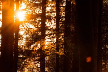 Ormandaki ağaçların arasından süzülen parlak güneş ışığı. Vaud, İsviçre.