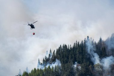 Helikopter, yanan çam ormanlarına su taşıyor.