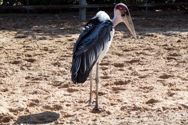 Güneşli bir günde Safari Parkı 'nda kumların üzerinde duran Marabou Kuşu