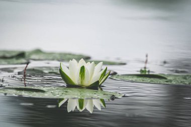 Yeşil ve beyaz su zambağı