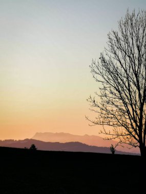 Gün batımında güzel bir ormanın dikey görüntüsü.