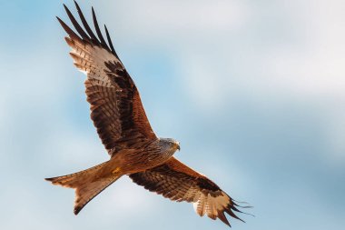 Kırmızı uçurtmaya yakın çekim, Milvus Milvus mavi gökyüzünde uçuyor.