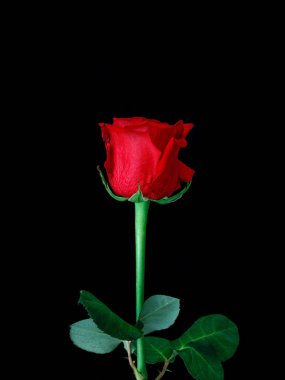 Siyah arka planda izole edilmiş güzel bir kırmızı gülün dikey çekimi.