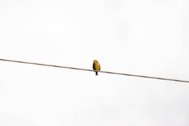 Bir kuş gökyüzüne karşı bir telde