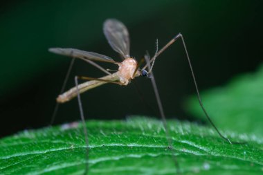 Yaprak üzerinde sivrisinek (Tipulidae). Gnat Bavyera ormanında oturuyor. Böceğin makro fotoğrafçılığı