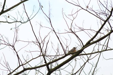 Kasvetli bir günde bir ağacın çıplak dalına tünemiş bir Amerikan bülbülü düşük açılı görüntüsü.