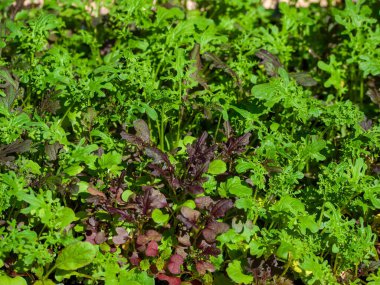Yeşil yapraklı mikro yeşil roka yakın çekim.