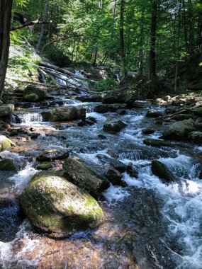Yeşil bir ormanda akan kayalık bir akarsuyun dikey görüntüsü.