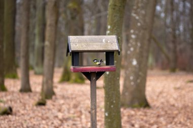 A great tit (Parus major) on a birdhouse in a forest