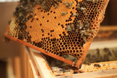 Arıların kovanlardaki bal hasadı sırasındaki yakın çekimi.