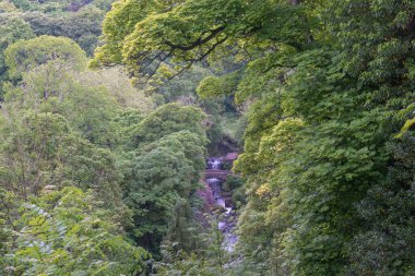 Jesmond Dene şelalesine ve Paddy Freemans parkındaki gözetleme noktasından köprüye doğru bakın, Newcastle on Tyne, İngiltere.