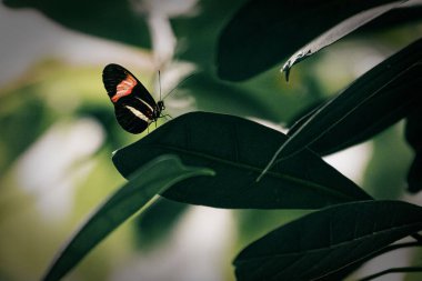 The Common Postman - Heliconius Melpomene, yapraktaki güzel renkli fırça ayağı kelebeği