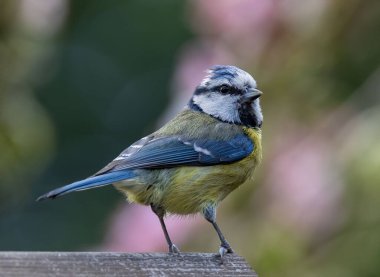 A macro shot of a Eurasian blue tit (Cyanistes caeruleus), a passerine bird