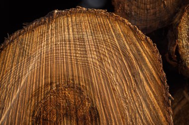 Ahşap bir ağaç kütüğünün yakın çekimi.