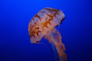 Koyu mavi bir arka planda güzel bir denizanasının yakın çekimi.