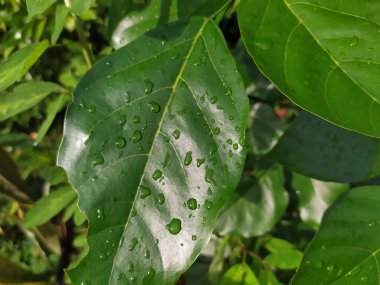 Üzerinde küçük su damlaları olan yoğun yeşil yapraklardan oluşan bir makro çekim.