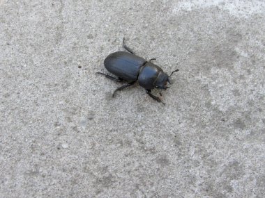 Beton bir yolda geyik böceği