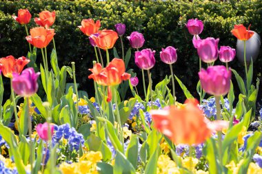 Bir tarlada çiçek açan renkli renkli lalelerin yakın plan çekimi.
