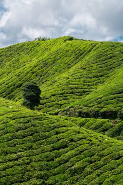 Malezya Cameron Highlands 'taki yeşil çay yaprağı çiftliklerindeki işçilerin dikey görüntüsü.