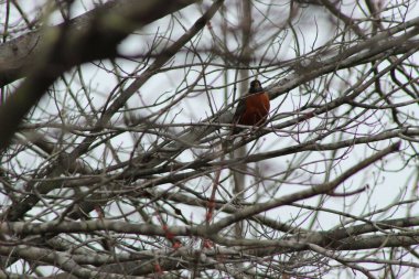 Kasvetli bir günde çıplak bir ağacın dalına tünemiş bir Amerikan bülbülünün yakın çekimi.