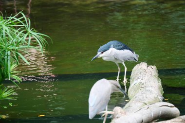 Kowloon Park, Hong Kong 'da siyah taçlı iki balıkçıl manzarası.