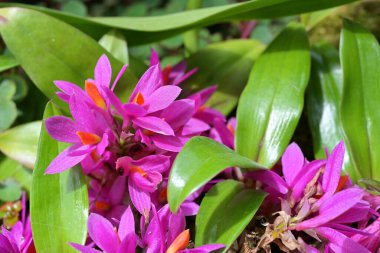 Dendrobium Hibiki, kokulu, mumsu, mor pembe çiçekleri olan popüler bir süs orkidesidir.