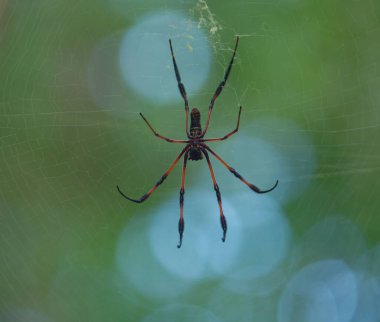 Bulanık yeşil arkaplanda bir ağ üzerinde kırmızı bacaklı Altın Küre Weaver Örümceğinin (Nephila inaurata) makro görüntüsü