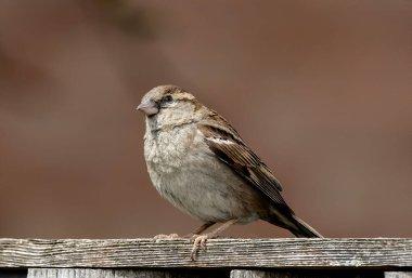 Çitin üzerine tünemiş sıradan bir serçe kuşunun yakın plan çekimi.